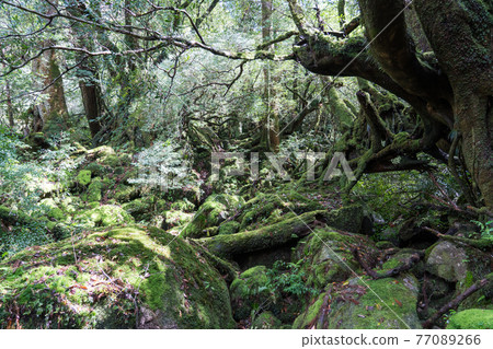 Yakushima Shiratani Unsuikyo Moss Forest Yakushima Shiratani Unsuikyo Moss Forest 77089266