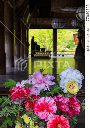 Hase-dera peony in full bloom in the precincts of fresh green 77089323