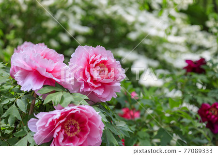 Hase-dera peony in full bloom in the precincts of fresh green Hase-dera peony in full bloom in the precincts of fresh green 77089333