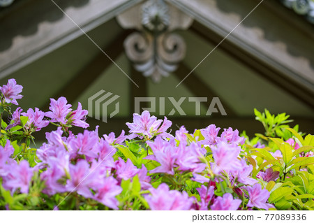 Hase-dera peony in full bloom in the precincts of fresh green 77089336