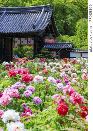 Hase-dera peony in full bloom in the precincts of fresh green 77089366