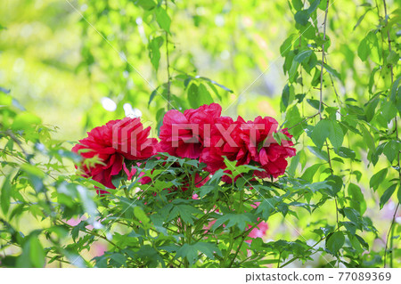 Hase-dera peony in full bloom in the precincts of fresh green 77089369