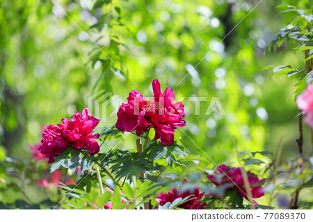 Hase-dera peony in full bloom in the precincts of fresh green 77089370