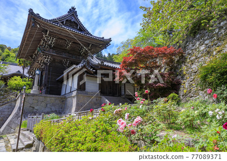 Hase-dera peony in full bloom in the precincts of fresh green 77089371