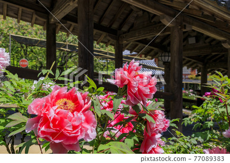 Hase-dera peony in full bloom in the precincts of fresh green 77089383
