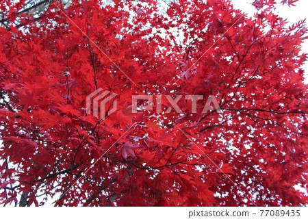 感受日本秋天的紅葉 77089435