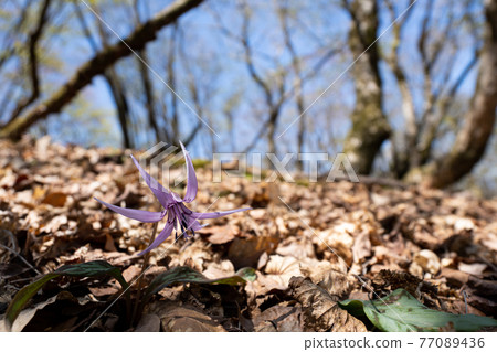 單花 erythronium 和山脊線。 77089436