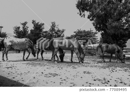 Horses eating grass while grazing Horses eating grass while grazing 77089495