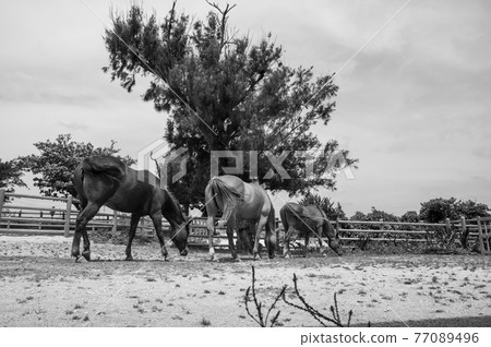 Horses eating grass while grazing Horses eating grass while grazing 77089496