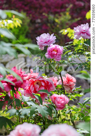 Hase-dera peony in full bloom in the precincts of fresh green 77089660