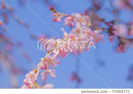 Weeping cherry tree Weeping cherry tree in full bloom Weeping cherry tree Refreshing shrine Weeping cherry tree Weeping cherry tree in full bloom Weeping cherry tree Refreshing shrine 77089751
