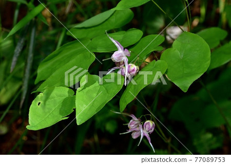 Freshwater leek Freshwater leek 77089753