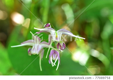 Freshwater leek 77089758