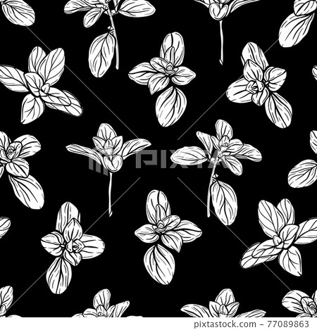 Basil Pattern. Italian herbs.A sprig of marjoram Basil Pattern. Italian herbs.A sprig of marjoram 77089863