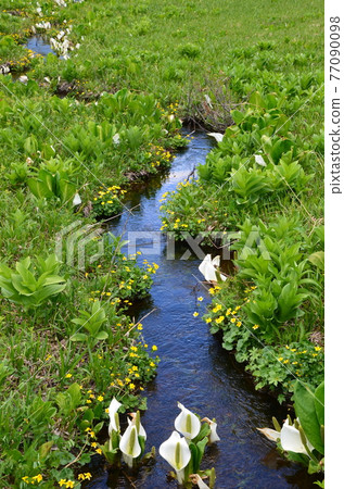 ≪群馬縣≫ 初夏在溪流中盛開的臭菖蒲和立金花在尾瀨國立公園散步 ≪群馬縣≫ 初夏在溪流中盛開的臭菖蒲和立金花在尾瀨國立公園散步 77090098