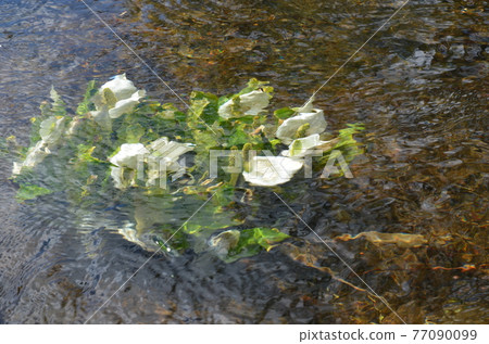 ≪群馬縣≫ 尾瀨國立公園散步，初夏盛開的臭菖蒲 77090099