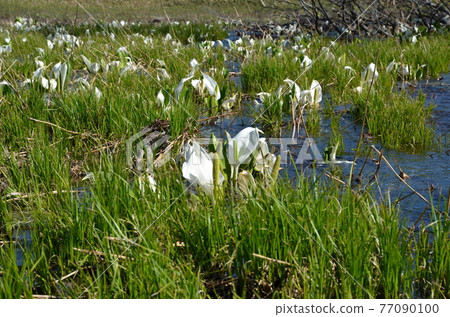≪Gunma Prefecture≫ Walk around Oze National Park, a skunk cabbage that blooms in a stream in early summer 77090100