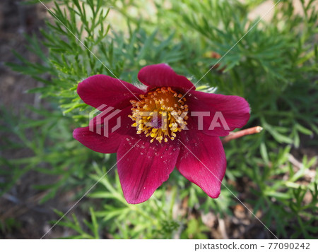 Okinagusa Okinagusa 77090242