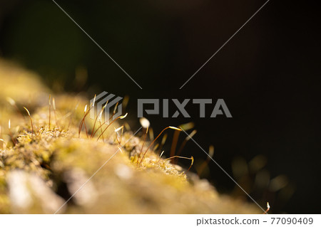 Moss spores growing from the surface of a rotten windthrow Moss spores growing from the surface of a rotten windthrow 77090409
