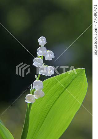 Lily of the valley Lily of the valley 77090471