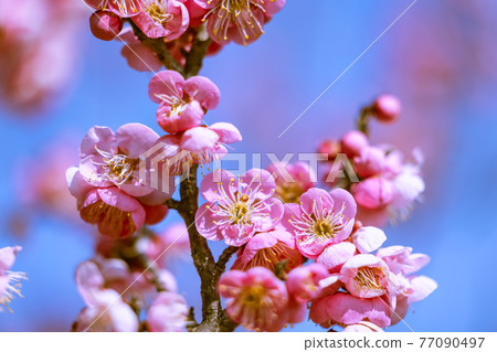 梅花紅梅 77090497