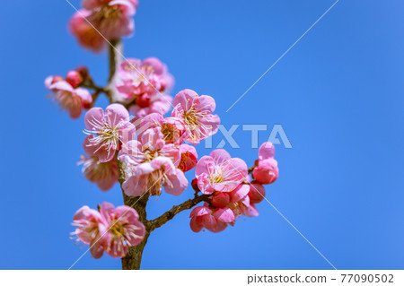 Plum blossom red plum 77090502