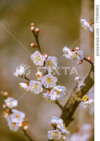 梅花Safu Sato梅花 77090965