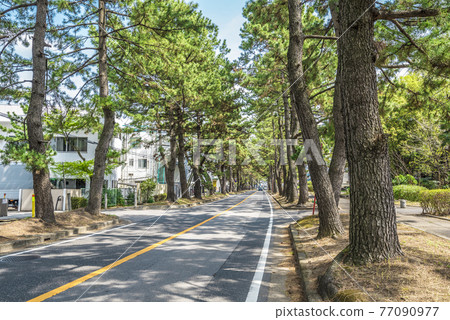 《Aichi Prefecture》 Chiryu City Tokaido pine trees 77090977