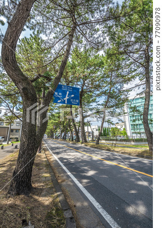 《愛知縣》知流市東海道松樹 77090978