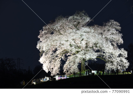 山梨縣韭崎市 萬津塚點亮一棵櫻花樹 山梨縣韭崎市 萬津塚點亮一棵櫻花樹 77090991