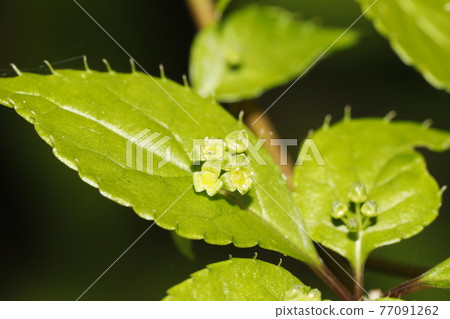 Hanayakada flower 77091262