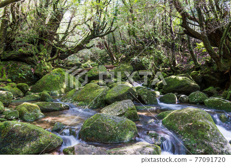 屋久島白谷雲水峽太子岩往返路線 77091720