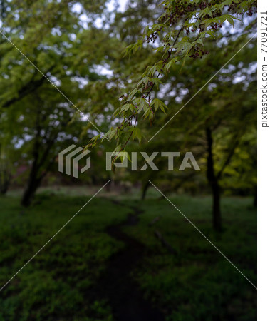 綠色之路 77091721