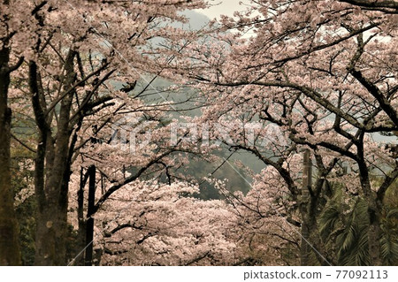 櫻花隧道伊豆高原 77092113