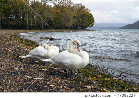 Mute swan in Lake Toya 77092227