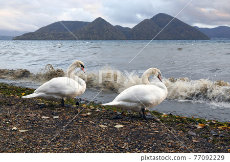 Mute swan in Lake Toya 77092229
