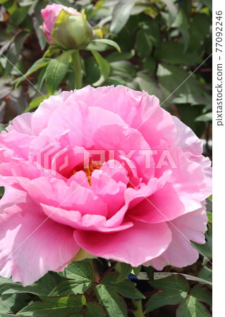 是牡丹花（鈕扣）。春、秋、冬三季都盛開。 77092246