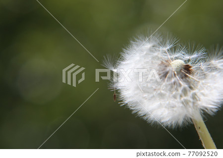 Dandelion's fluff 77092520