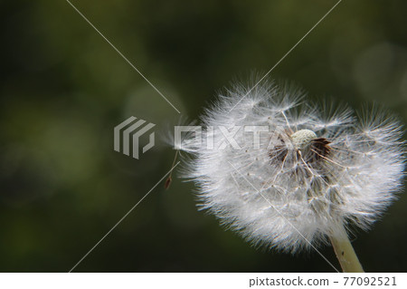 Dandelion's fluff 77092521