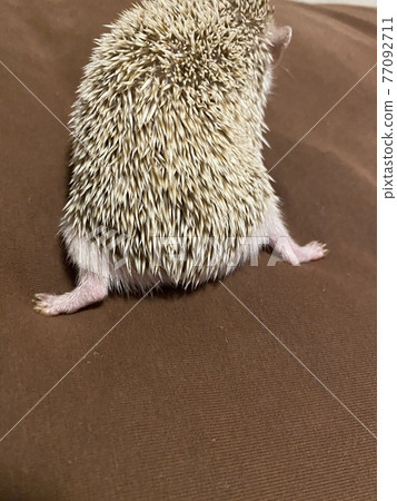 可愛的刺猬屁股 77092711