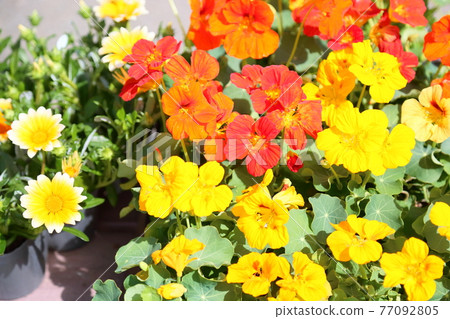 廚房草本花Nastachuum 77092805
