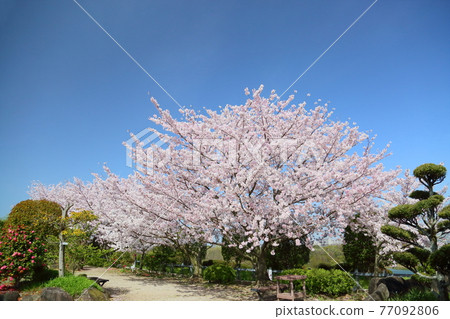 Sakura flowers in full bloom 77092806