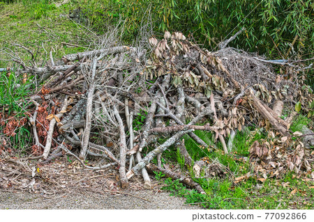 Pruning branches pruning/branch cutting 77092866