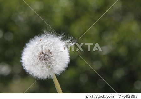 Dandelion's fluff Dandelion's fluff 77092885