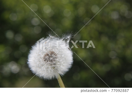 蒲公英的絨毛 蒲公英的絨毛 77092887