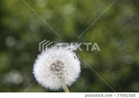 Dandelion's fluff Dandelion's fluff 77092888