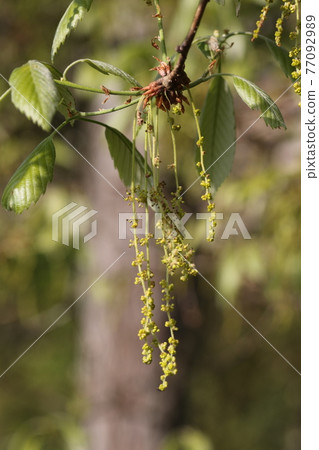 Sprouts and flowers of Quercus serrata in thickets 77092989