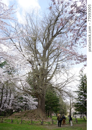 A big tree of ginkgo in Hirosaki Park, a famous place for cherry blossoms 77093005