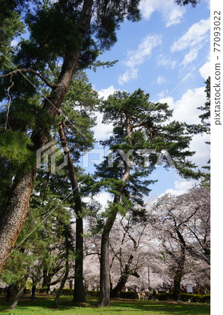 Hirosaki Park, a famous place for cherry blossoms Hirosaki Park, a famous place for cherry blossoms 77093022