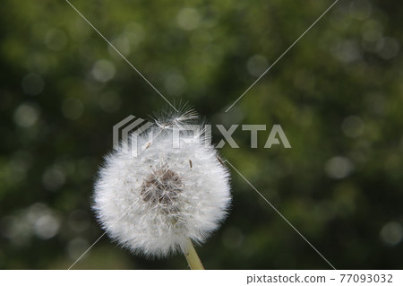 蒲公英的絨毛 蒲公英的絨毛 77093032